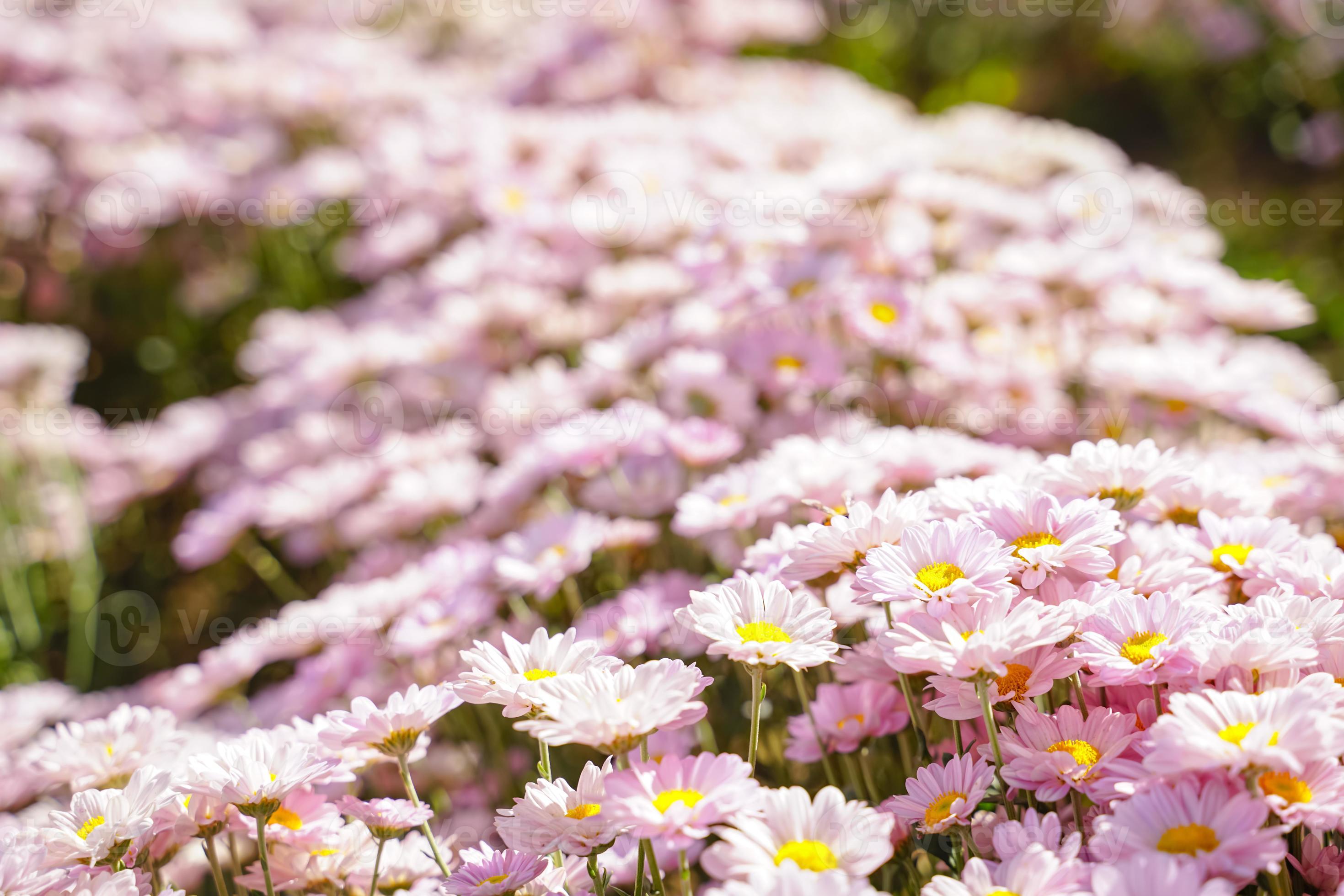 beautiful white daisies symbol of pure heart innocence and friendship
