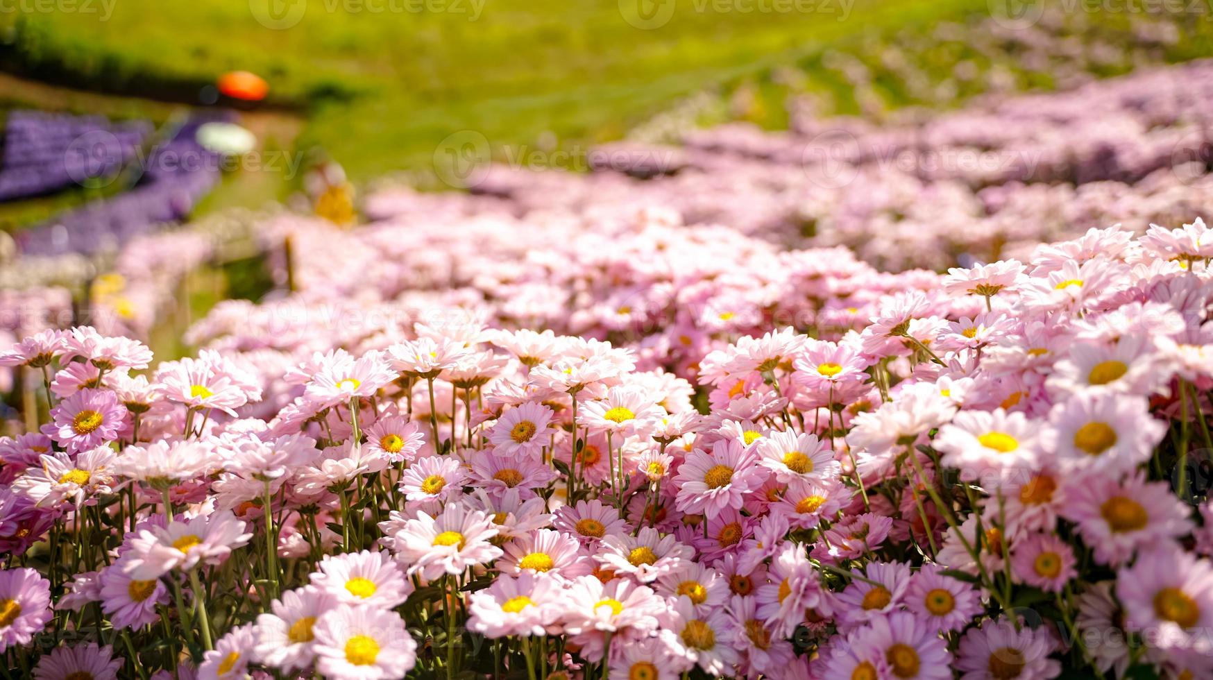 beautiful white daisies  symbol of pure heart  innocence and friendship photo
