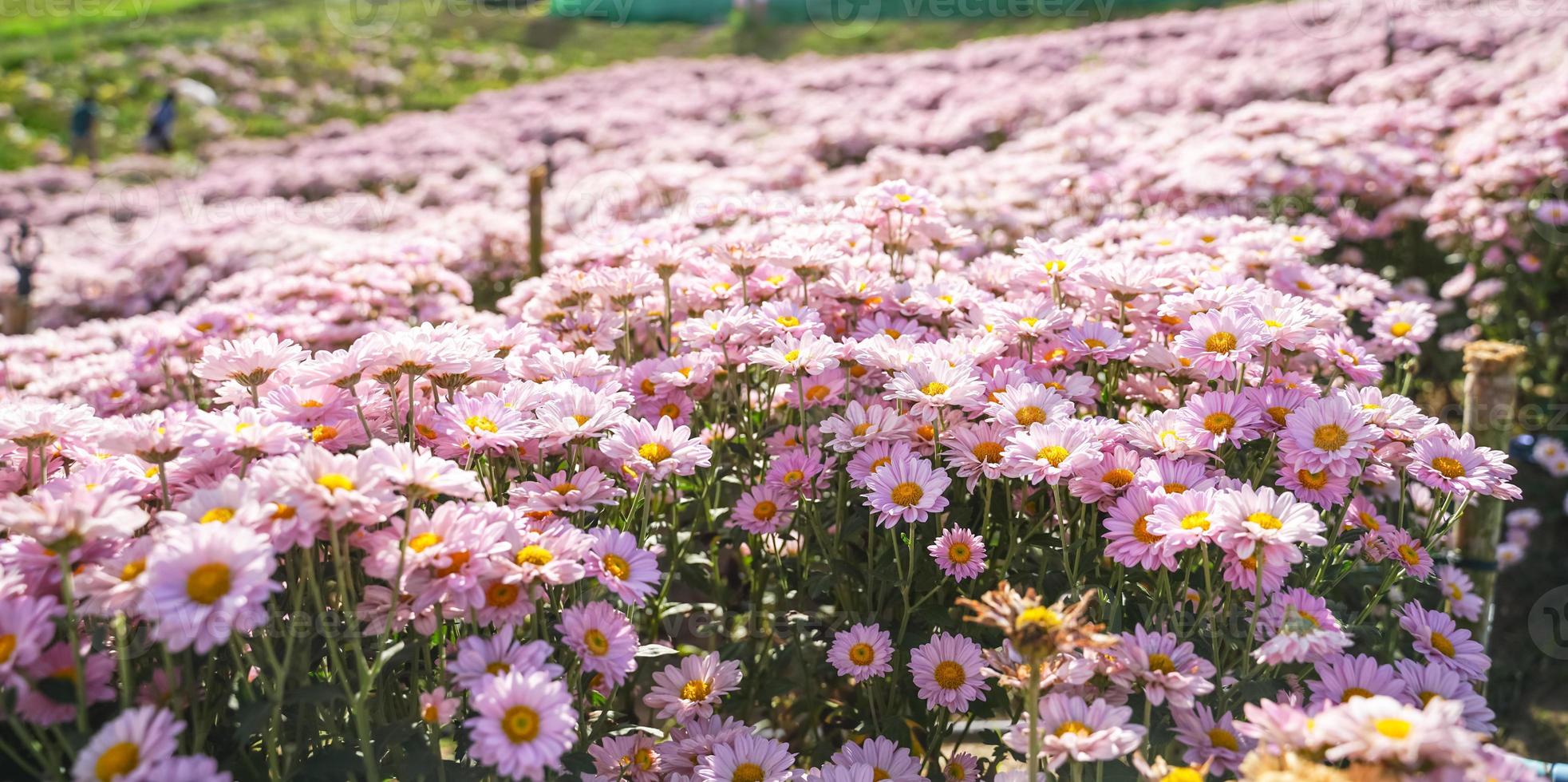beautiful white daisies  symbol of pure heart  innocence and friendship photo