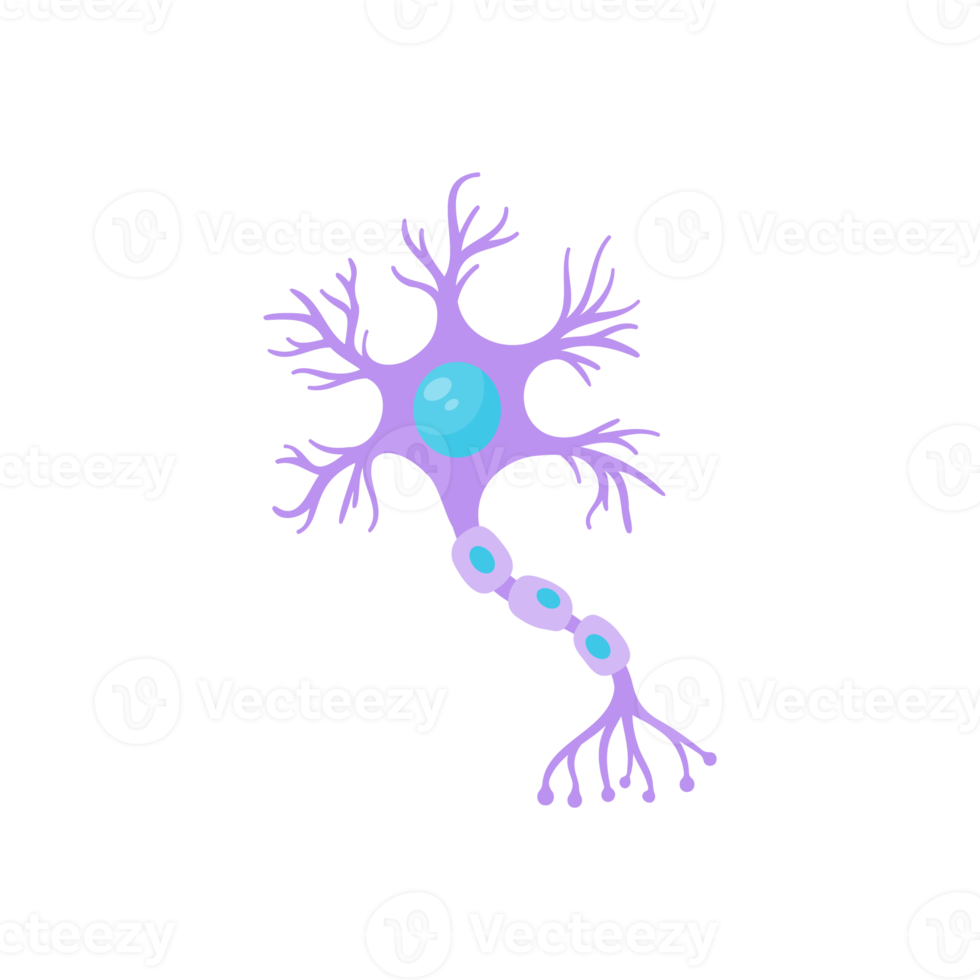 modello di neurone sensoriale umano per studi di biologia png