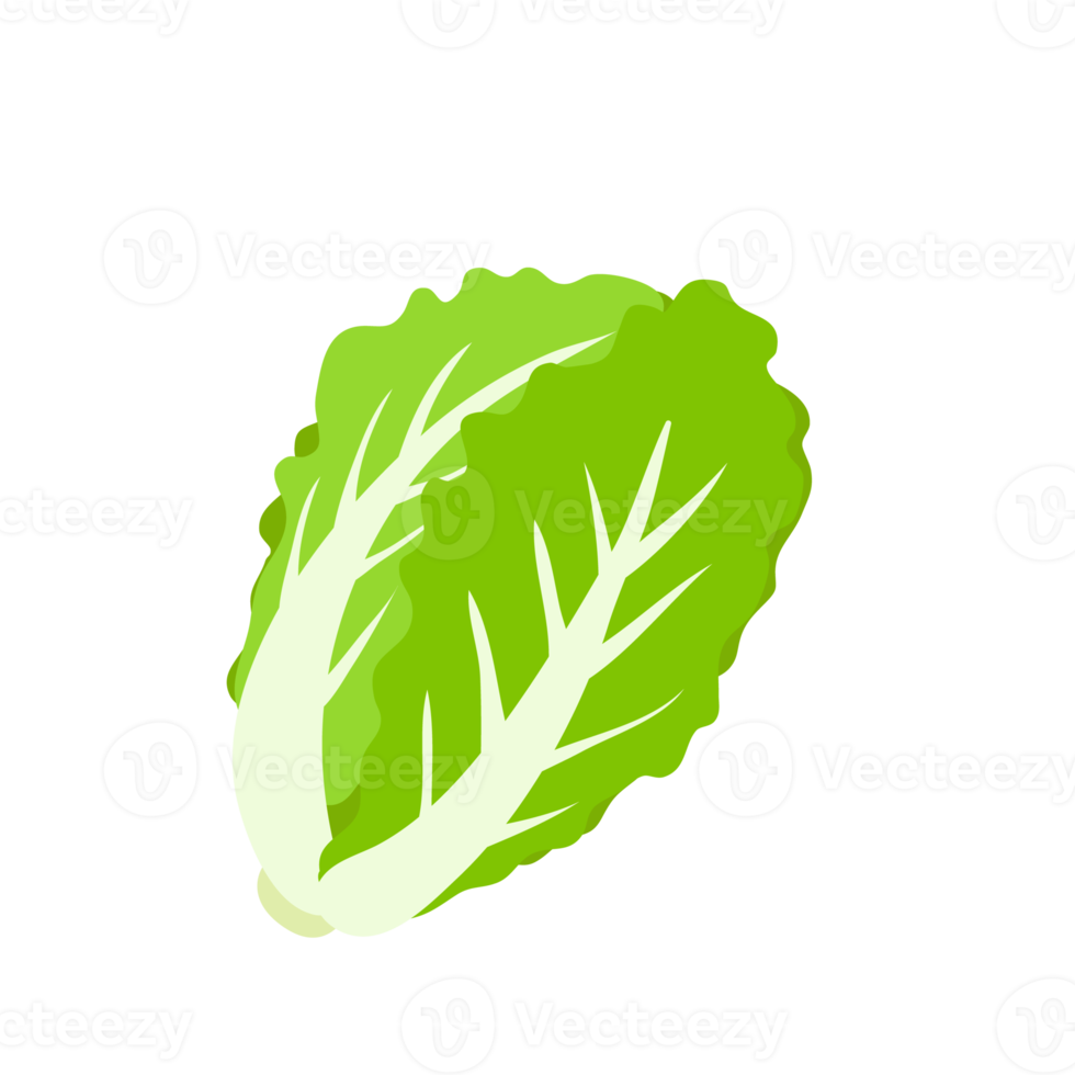 lechuga. vegetales de hojas verdes para una ensalada saludable. png