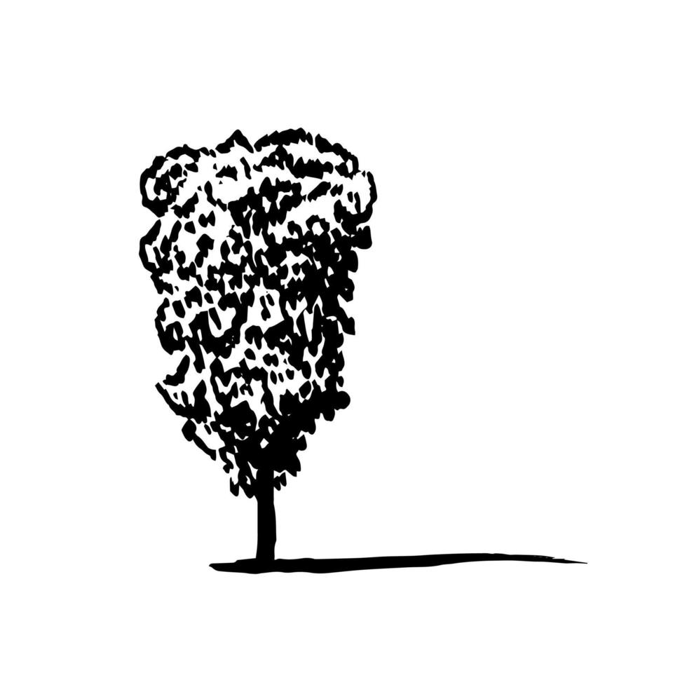 Hand drawn beech tree sketch. Vector beech tree miniature isolated