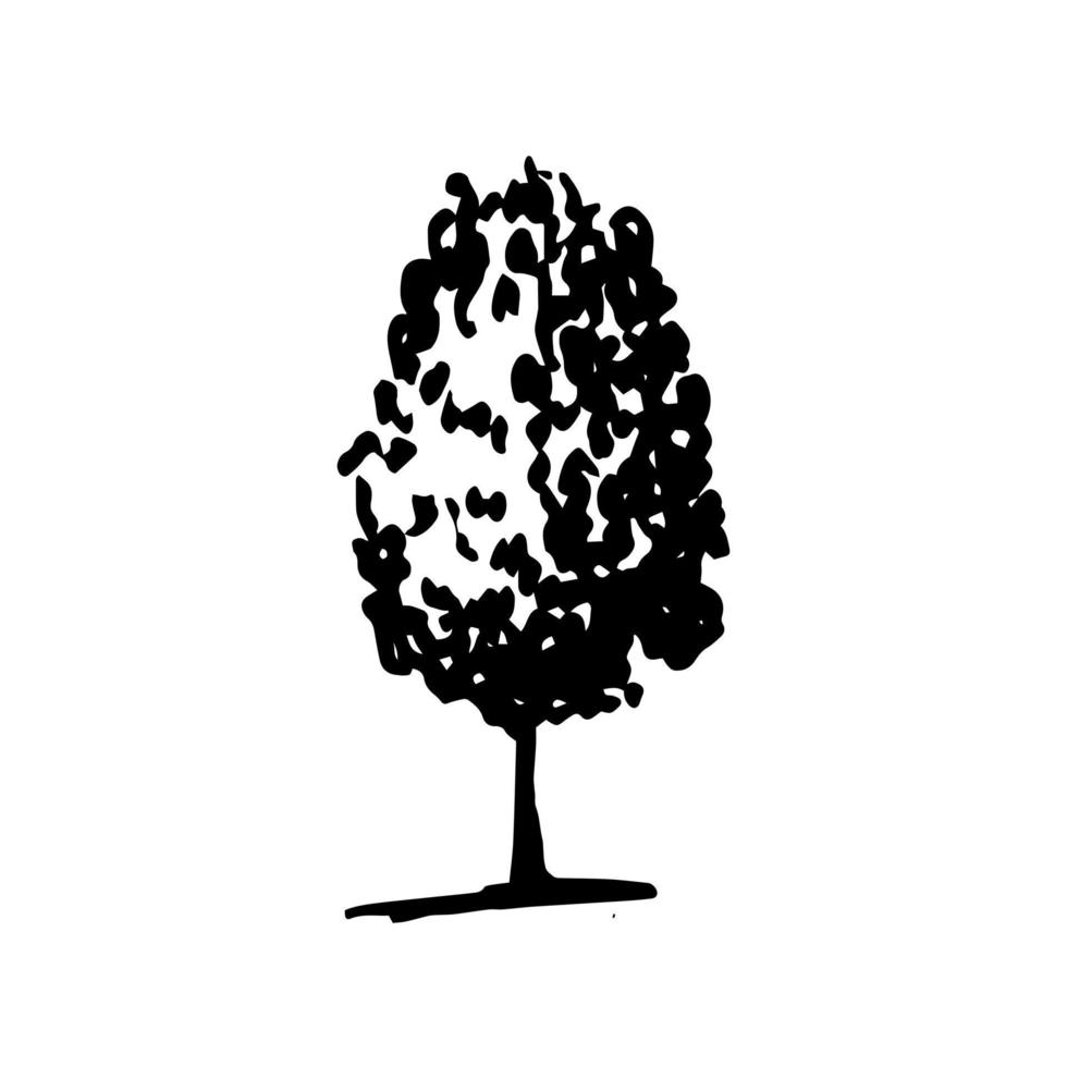 boceto de árbol de haya dibujado a mano. vector, haya, árbol, miniatura, aislado vector