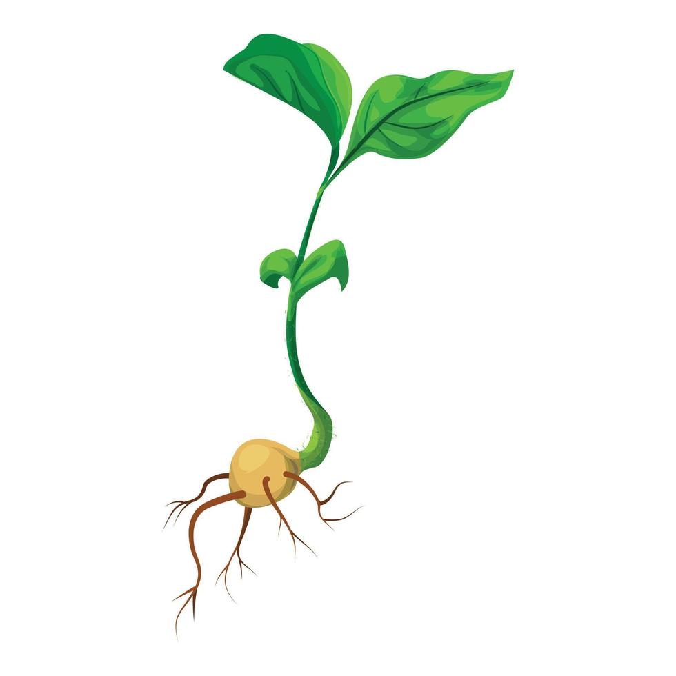 Soybean plant icon, cartoon style vector