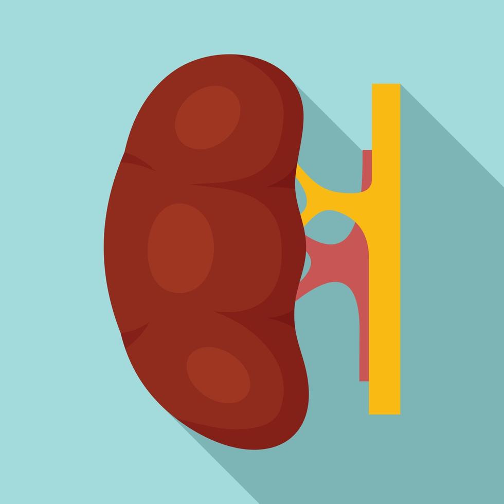 Human kidney icon, flat style vector