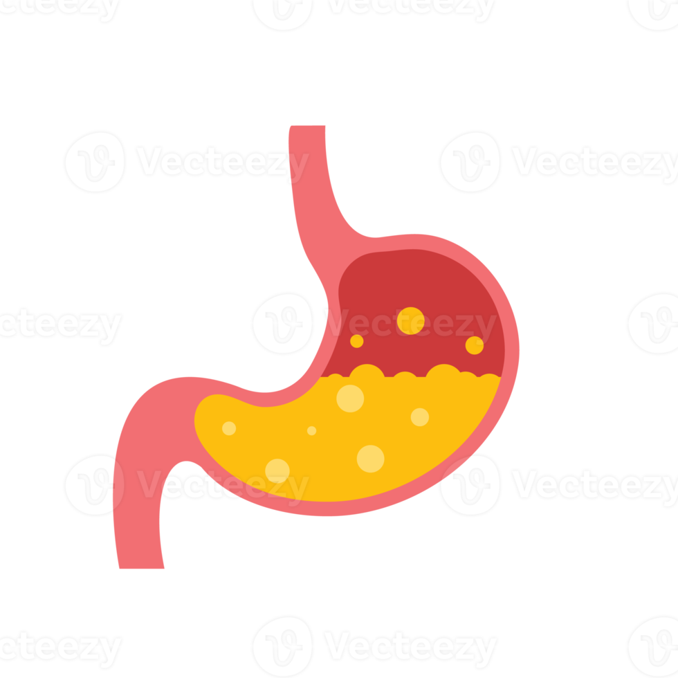 icono del estómago. el estómago contiene jugo gástrico para ayudar a la digestión y ascender al intestino. png