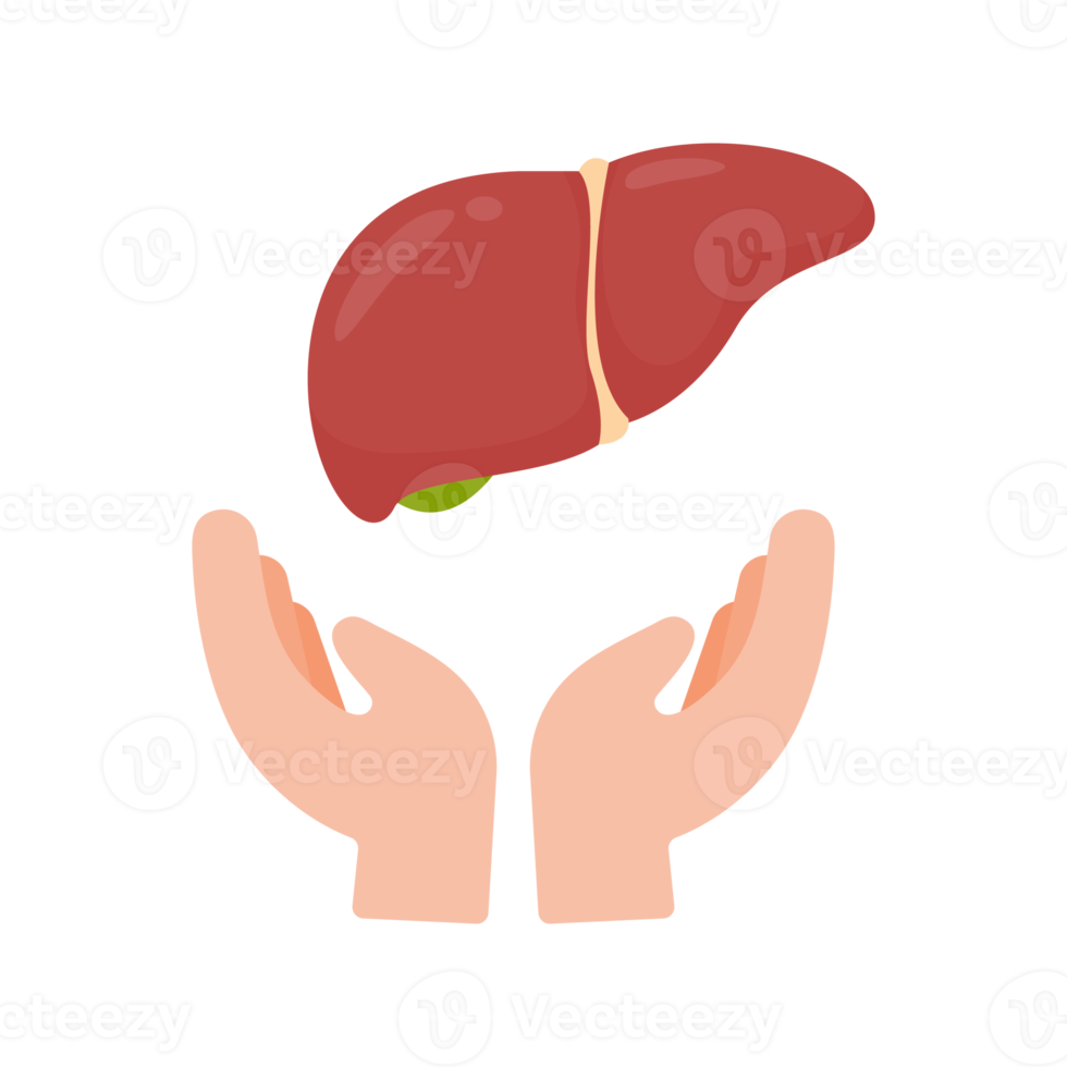 hand that supports internal organs The concept of organ donation for the treatment of patients png