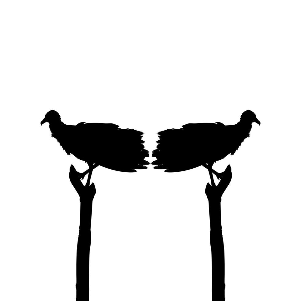 Silhouette of the Black Vulture Bird, Based on my Photography as Image Reference, Location in Nickerie, Suriname, South America. Vector Illustration