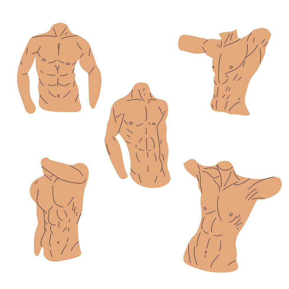 establecer iconos de torso musculoso aislado sobre fondo blanco. deporte y fitness símbolo stock vector ilustración.