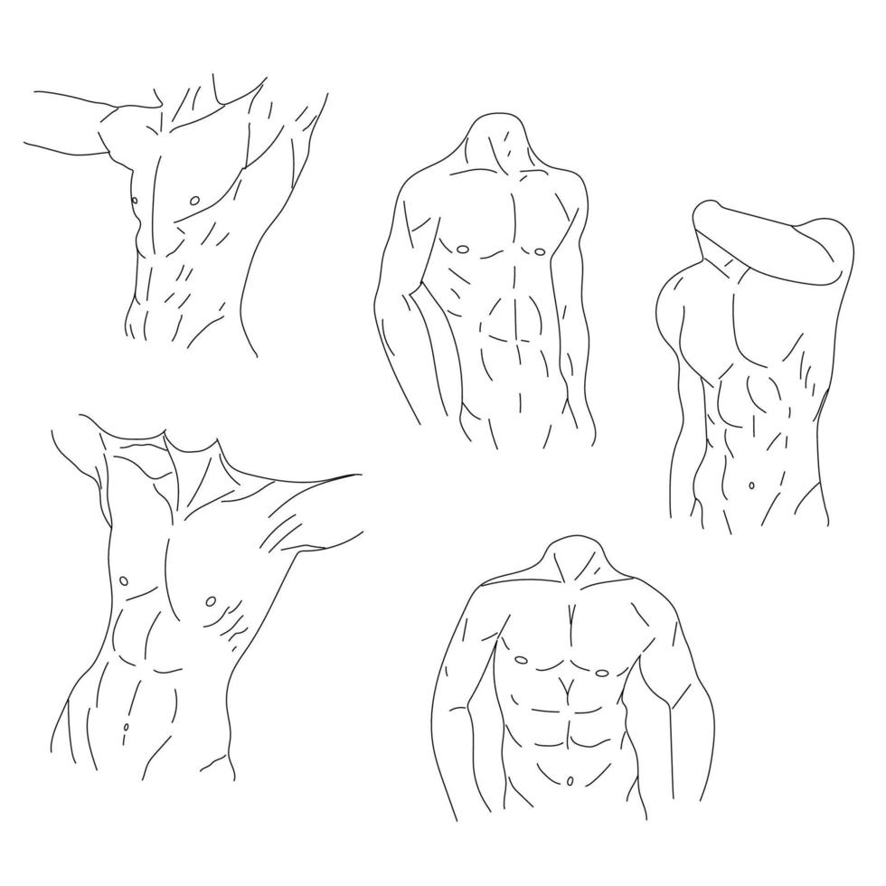 conjunto de iconos de torso de línea muscular aislados sobre fondo blanco. deporte y fitness símbolo stock vector ilustración.