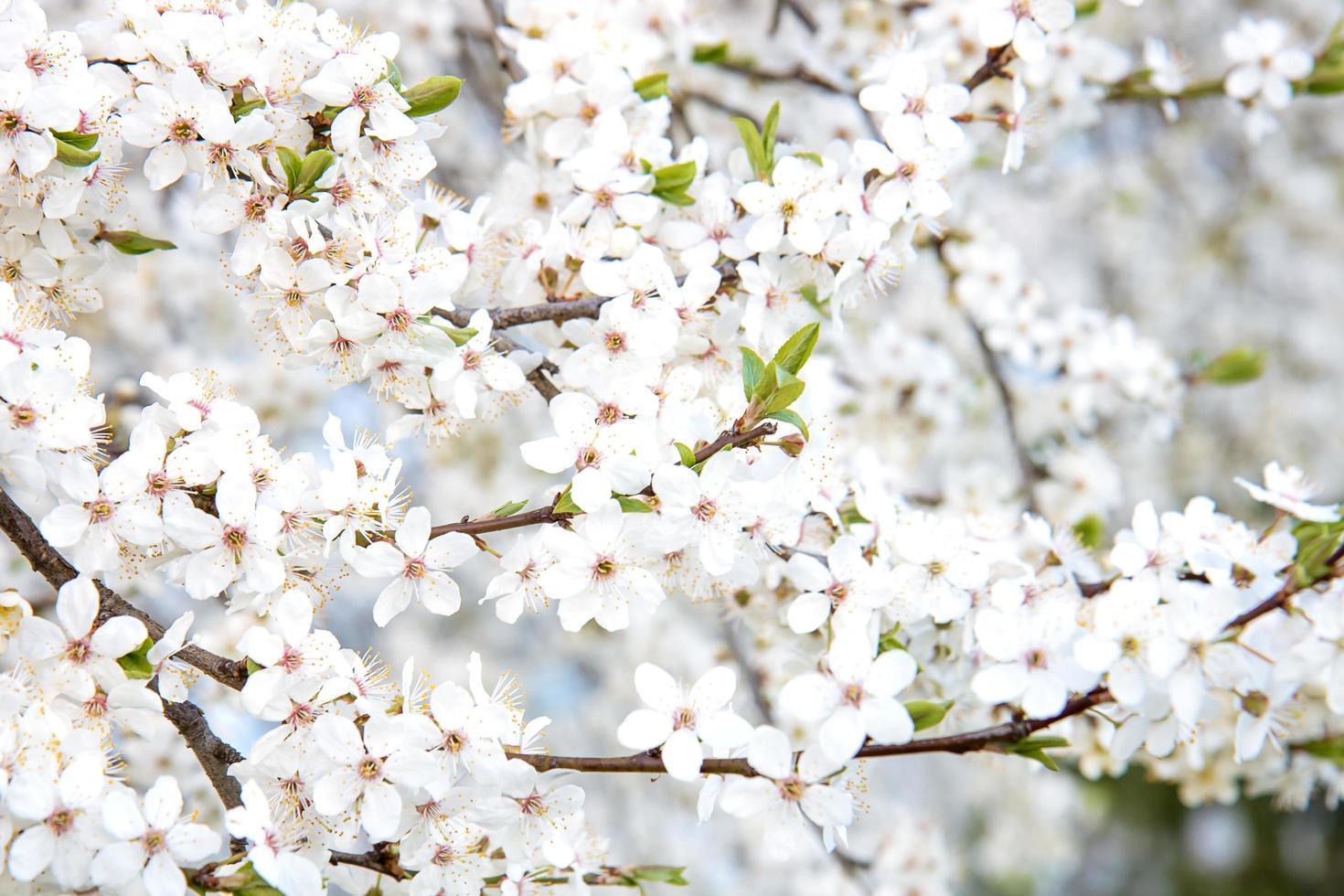 fondo de flores florecientes de árboles de primavera, concepto de primavera, postal foto