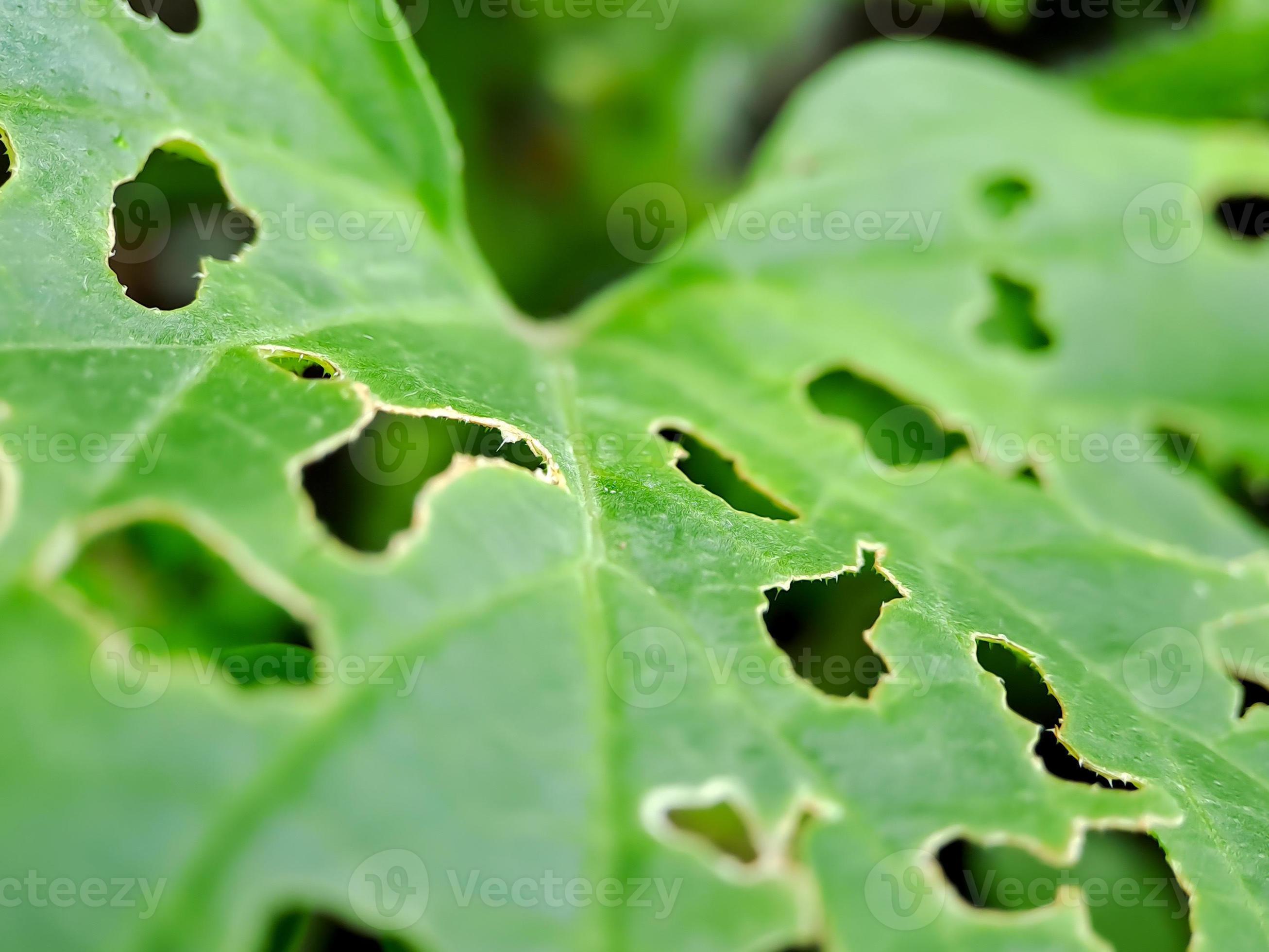 Melon leaves have holes in them because they are attacked by pests