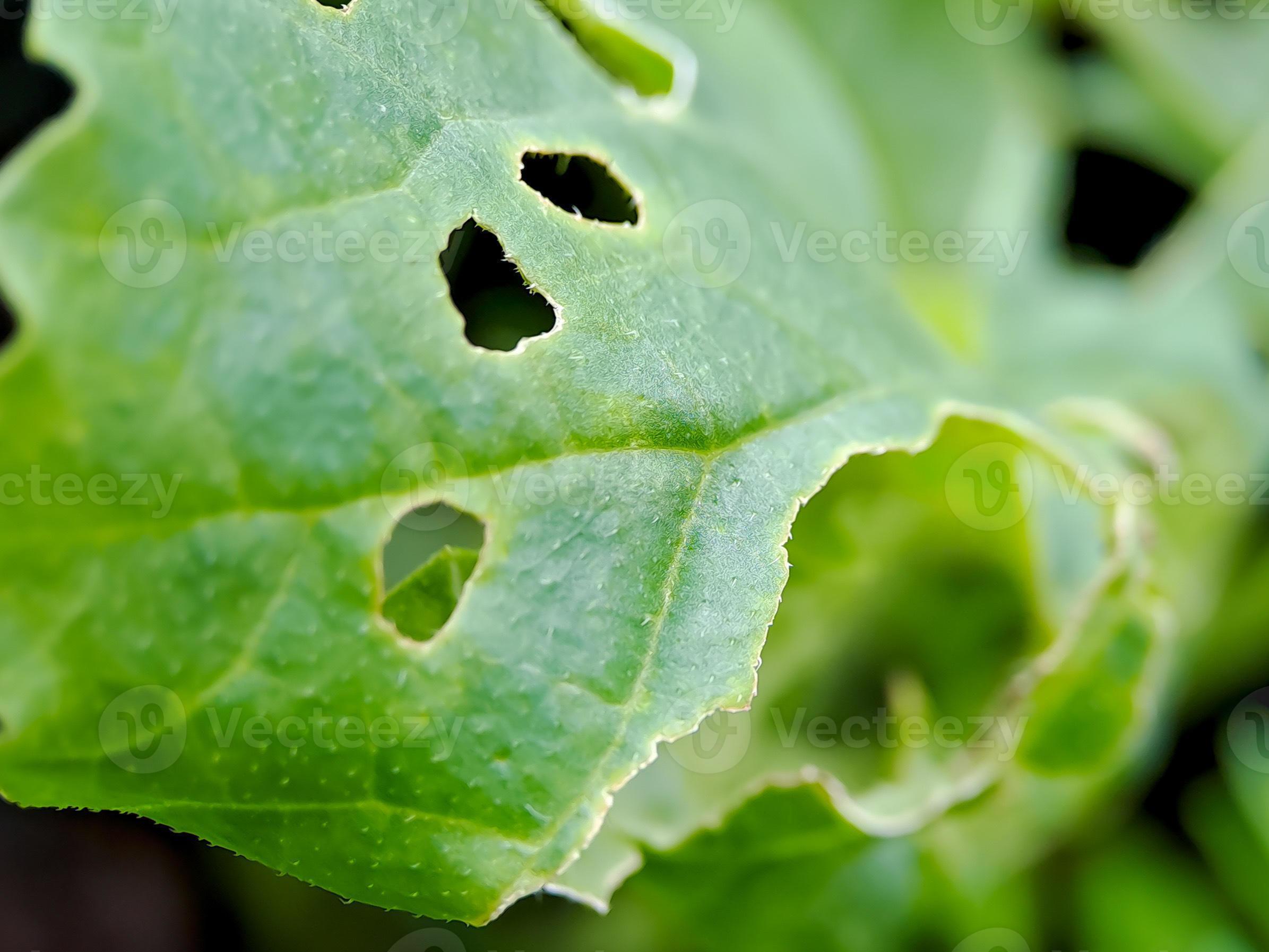Melon leaves have holes in them because they are attacked by pests