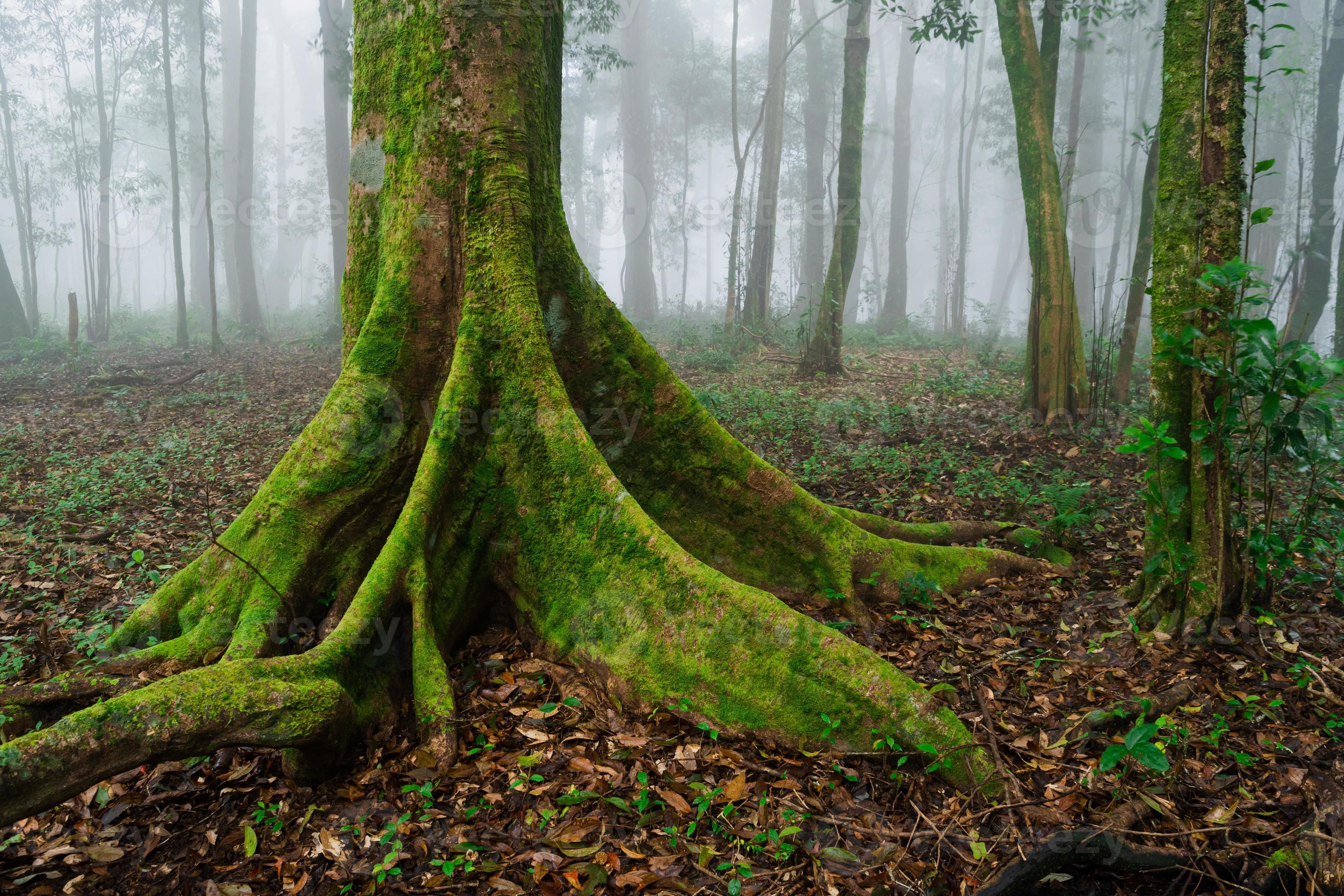 Medium shot of green tree, forest and foggy with tree in the