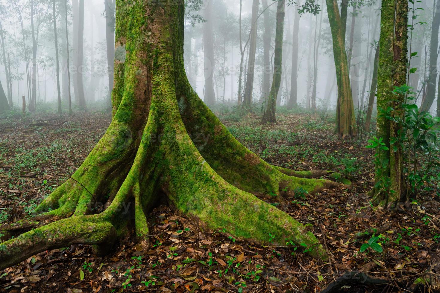 Medium shot of green tree, forest and foggy with tree in the morning photo