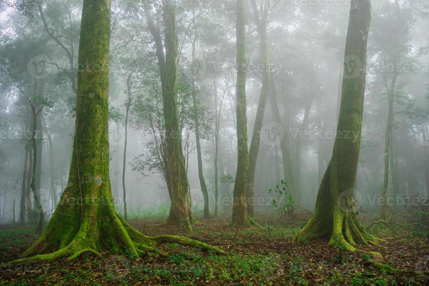 tiro de gran angular de la selva tropical de asia y niebla con árbol en la mañana foto