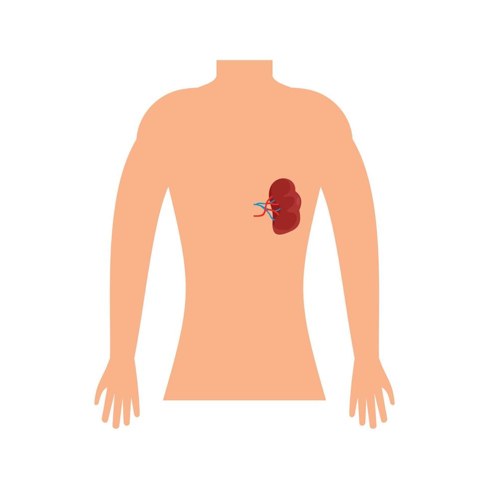 Human spleen icon, flat style vector