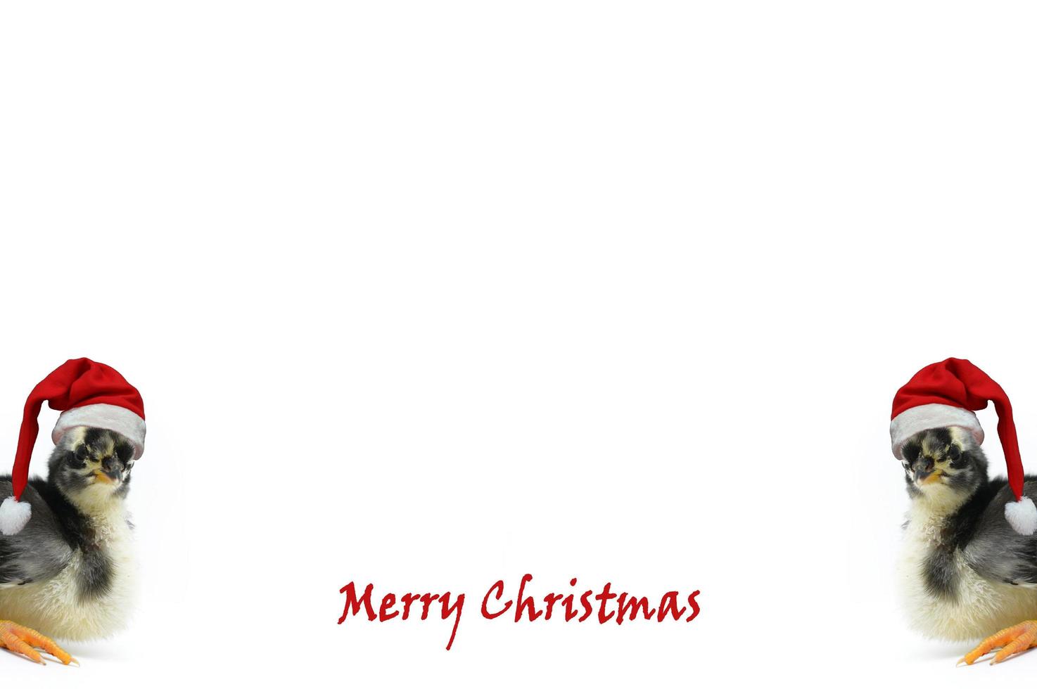 Christmas greeting card with the words Merry Christmas and chicks wearing Santa's red hat on a white background. photo