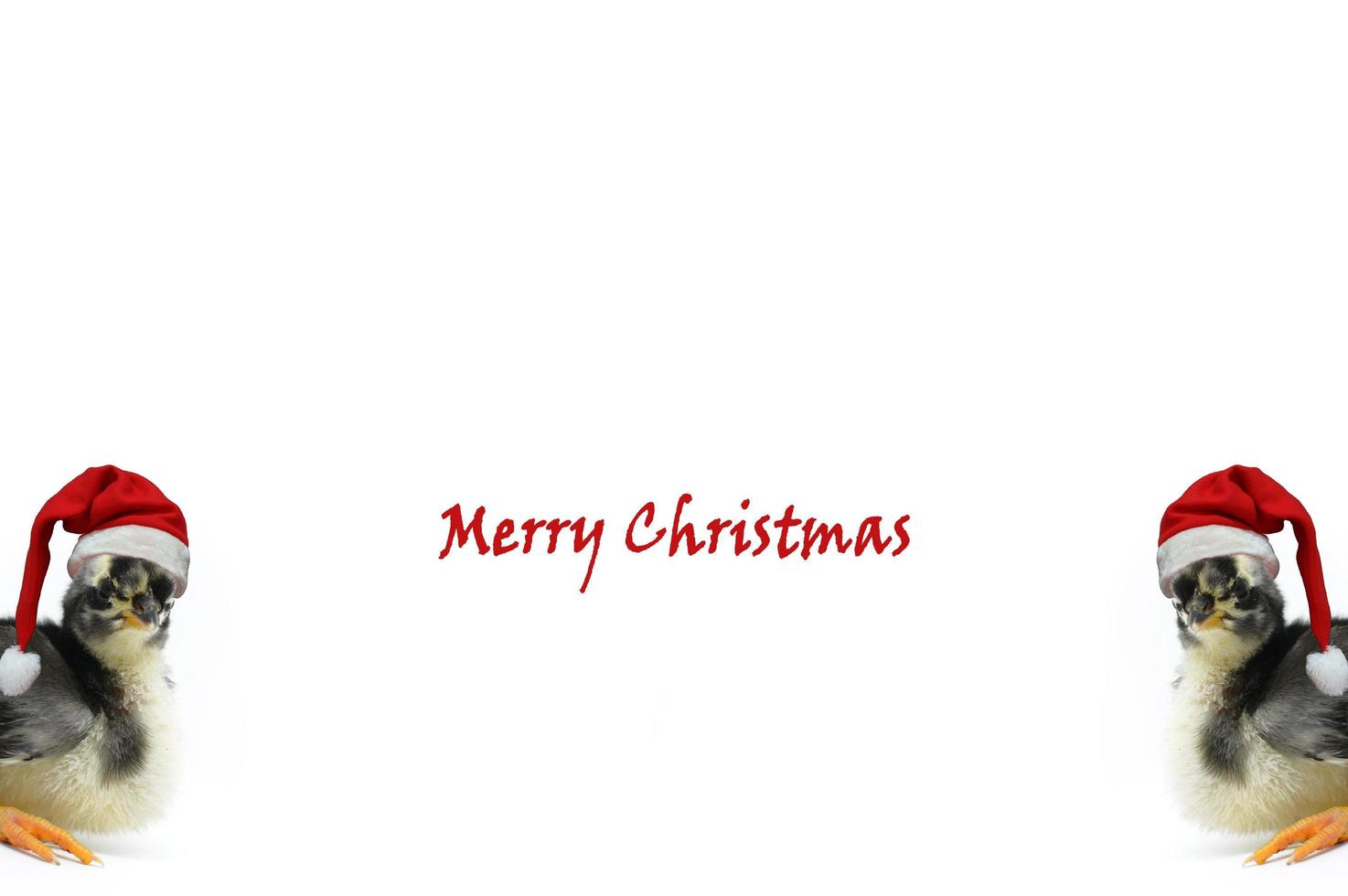 Christmas greeting card with the words Merry Christmas and chicks wearing Santa's red hat on a white background. photo