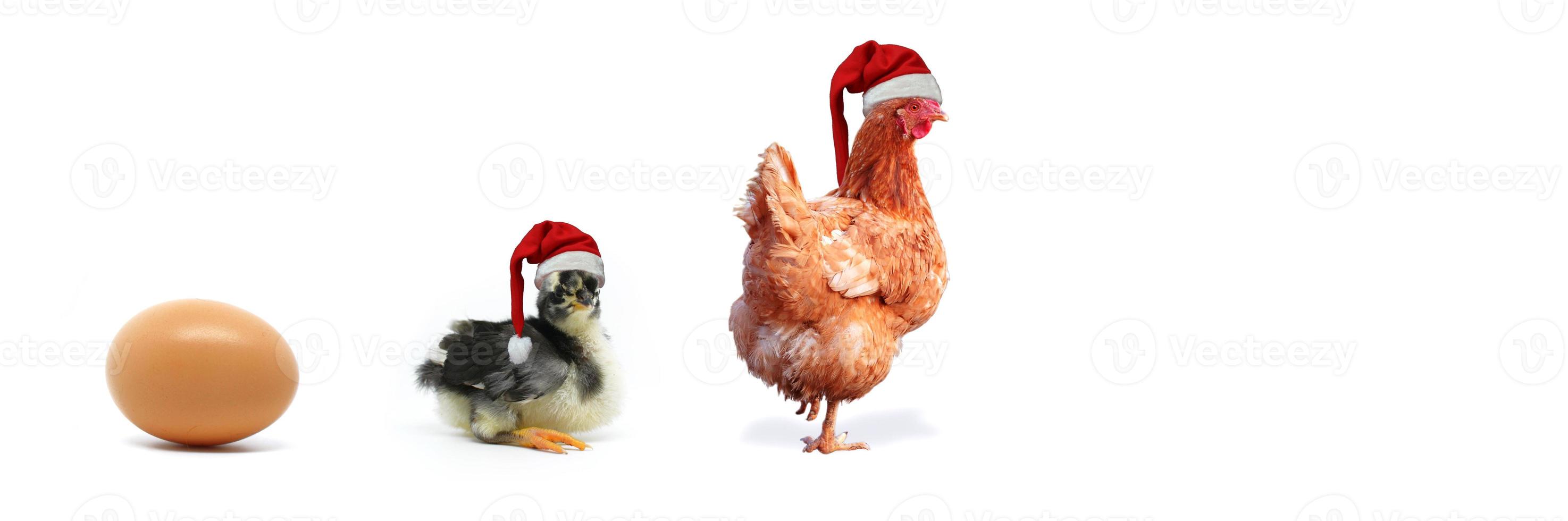 Christmas Chicken, Chick and Egg. Egg, Chicken and Chick Christmas and one egg isolated on white background. photo