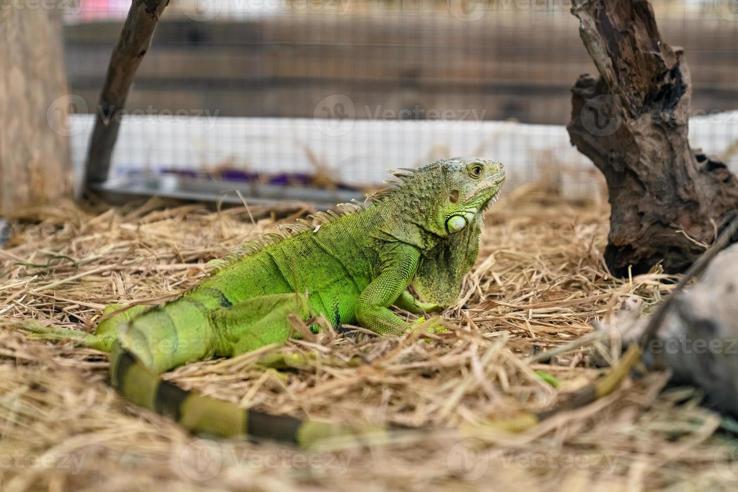 primer plano de una iguana verde sobre hierba seca foto