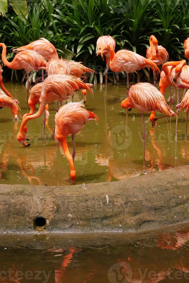 A flock of swarming red and pink flamingos in singapore zoo photo