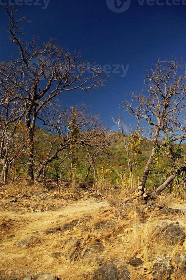 Deciduous forest in dryness season photo