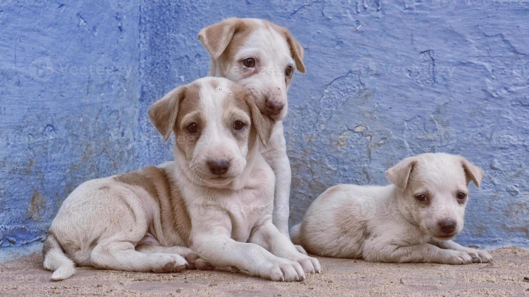 three cute puppies photo
