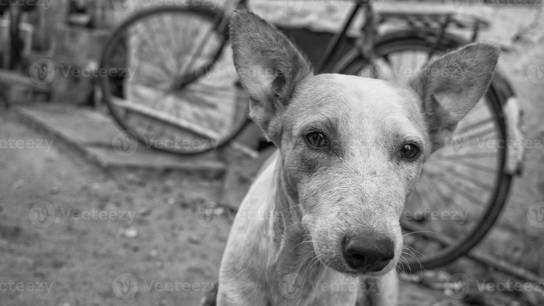 a street dog 14575912 Stock Photo at Vecteezy