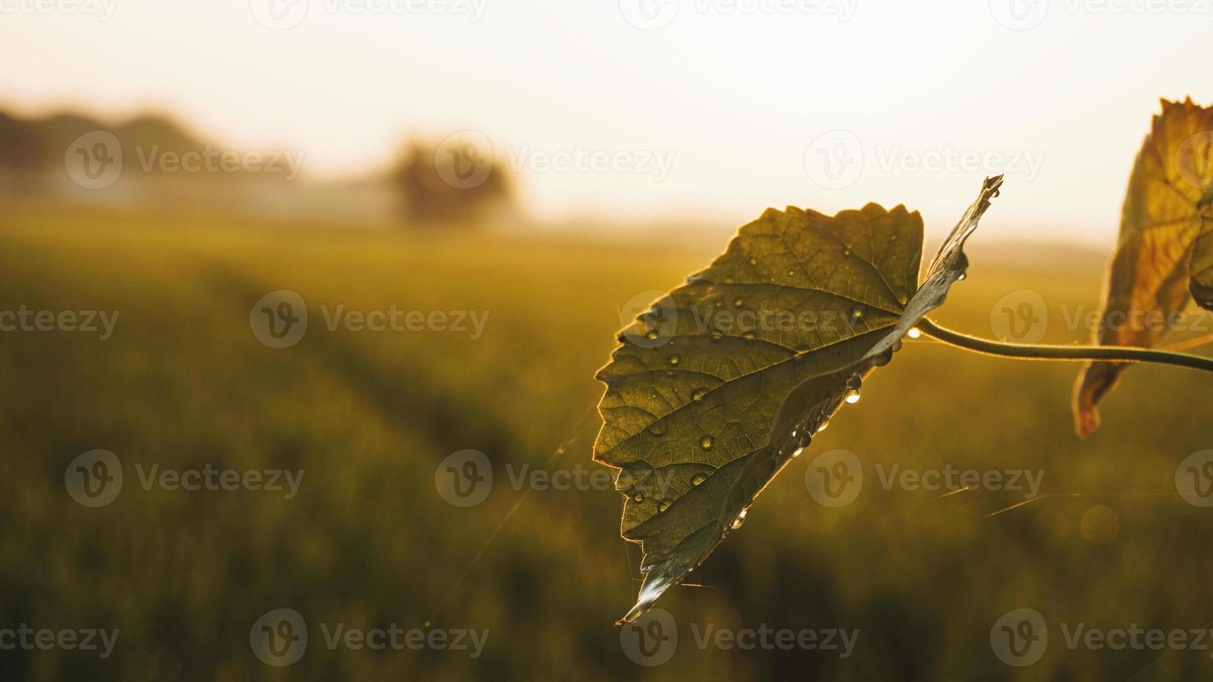 a leaf morning photo