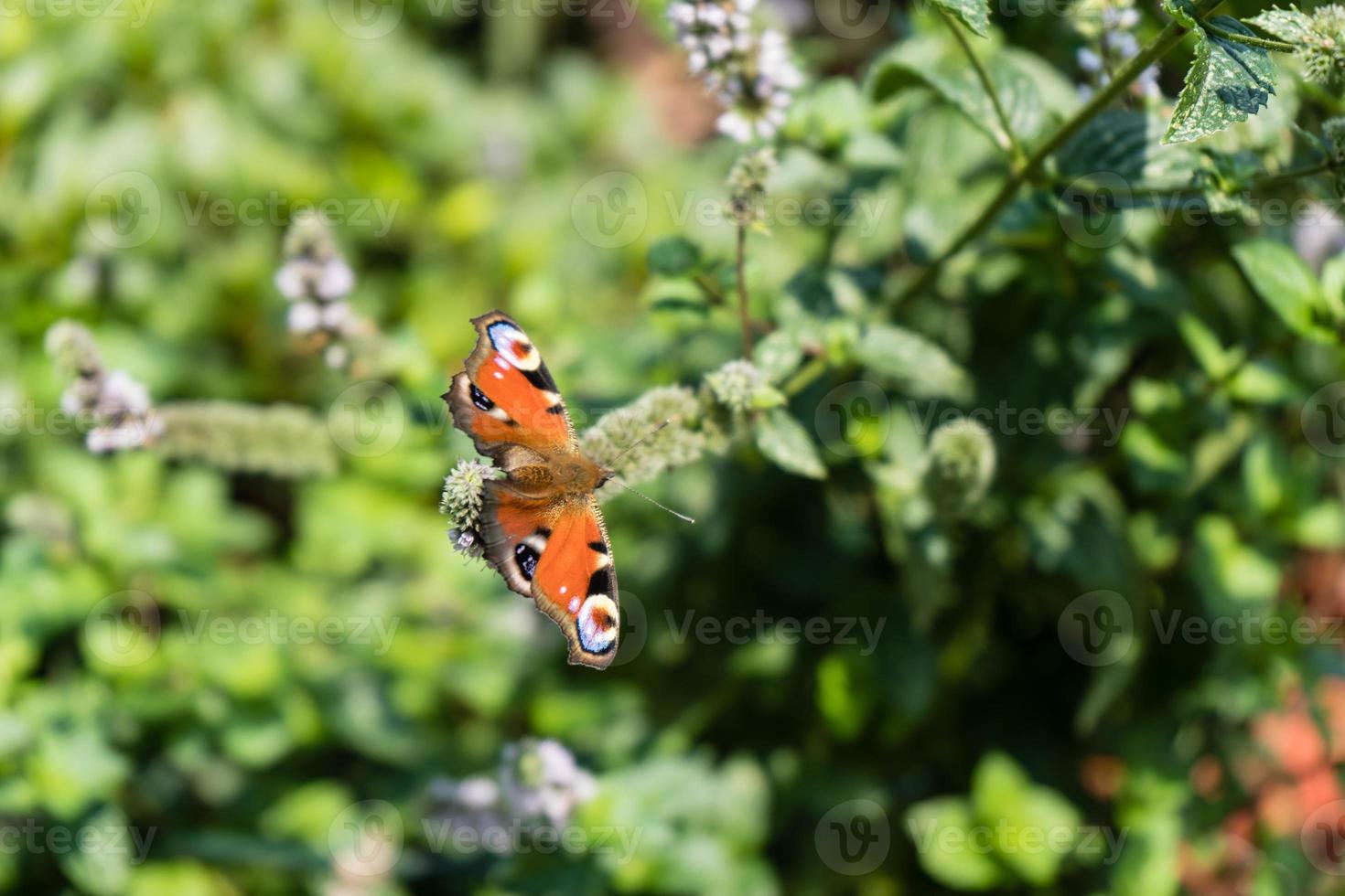 peacock butterfly next to the butterfly bush buddleja davidii photo