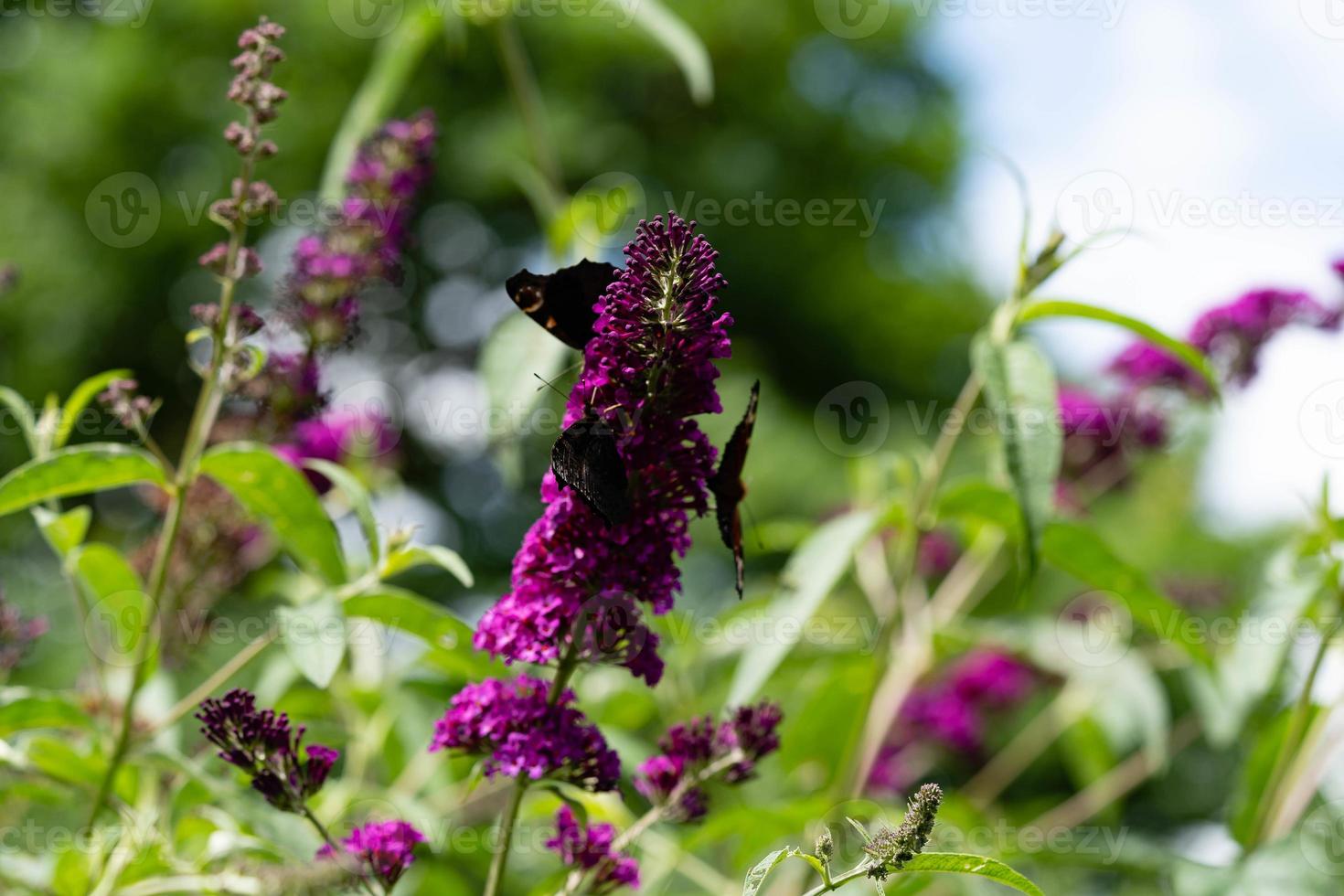 peacock butterfly next to the butterfly bush buddleja davidii photo