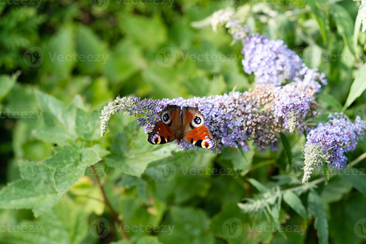 peacock butterfly next to the butterfly bush buddleja davidii photo