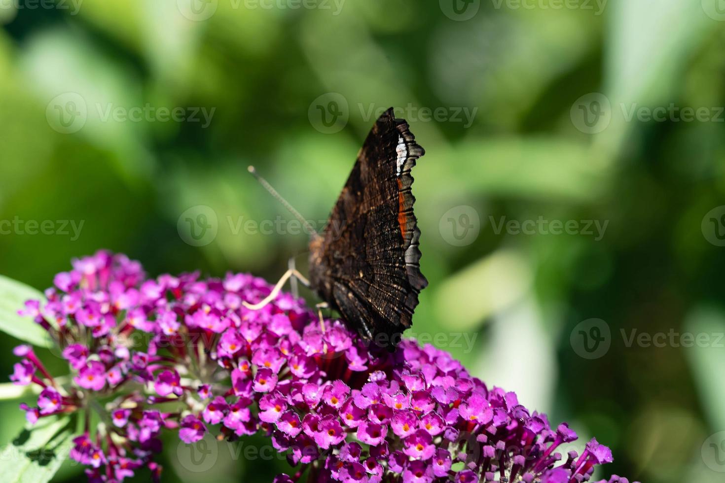 mariposa pavo real junto al arbusto de mariposas buddleja davidii foto