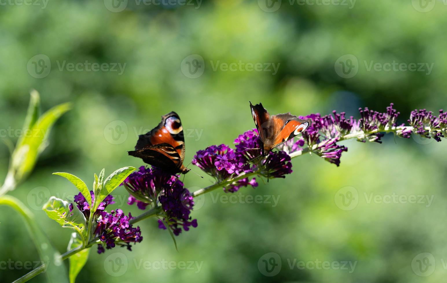 mariposa pavo real junto al arbusto de mariposas buddleja davidii foto