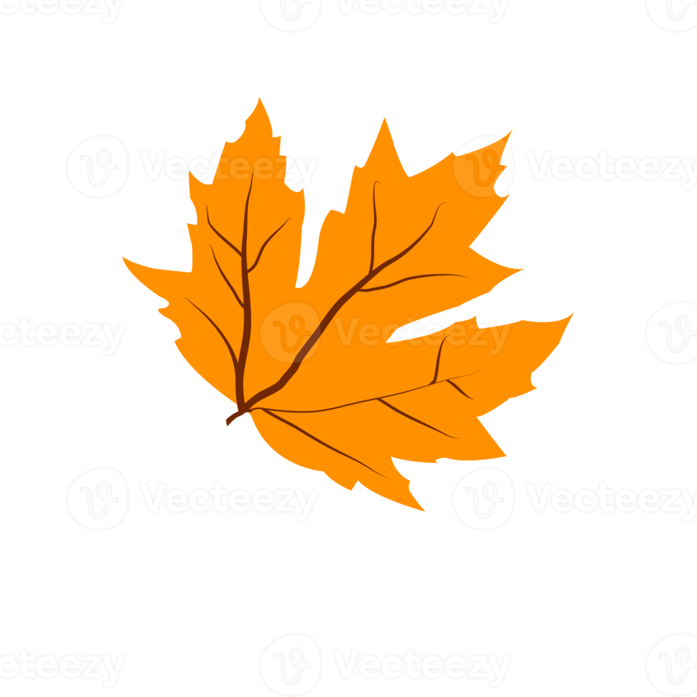 Autumn maple leaf. png