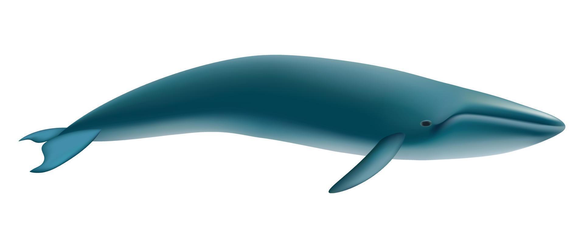 maqueta de ballena azul, estilo realista vector