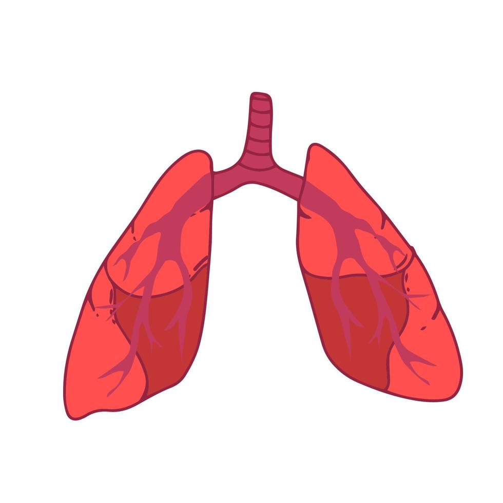 Lungs Human Internal Organ Isolated White Background With Gradient Mesh, Vector Illustration