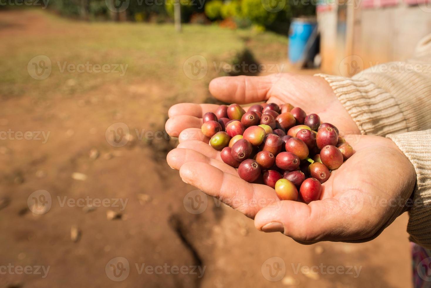 alguien con granos de café crudos en la mano. foto