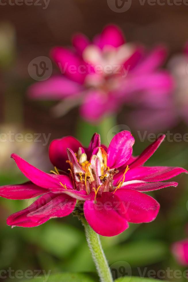 dos flores de color magenta en una planta de zinnia. foto