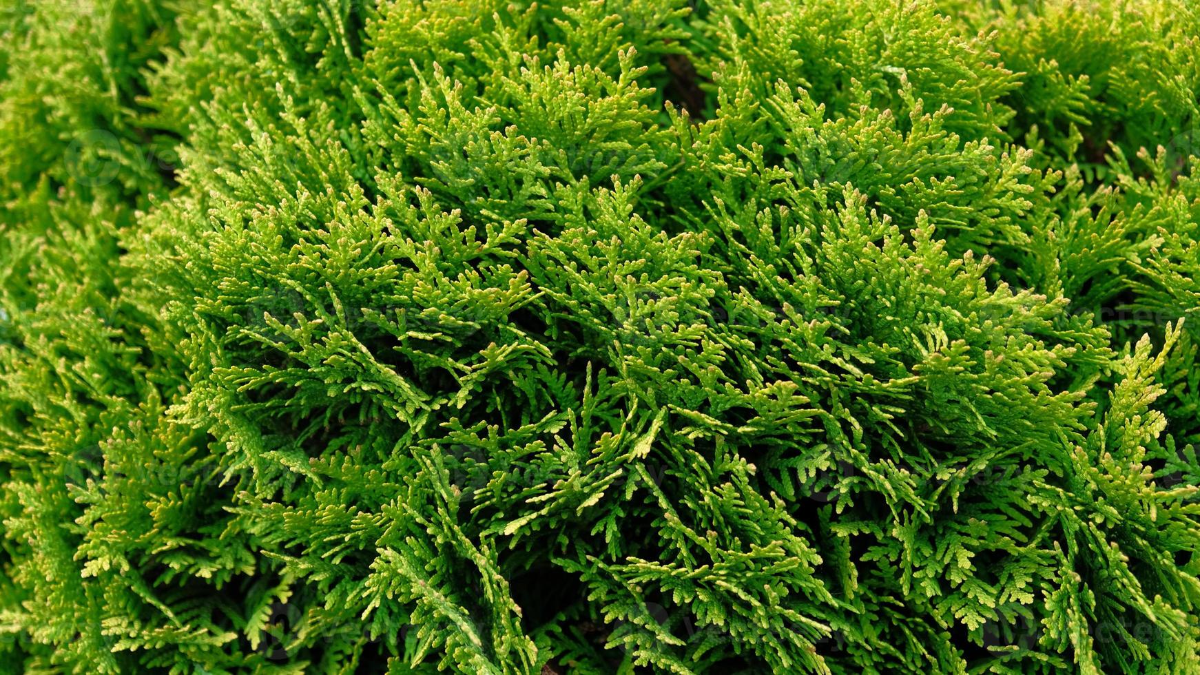 Closeup of Beautiful green christmas leaves of Thuja trees, nature floral background wallpaper, wall shrubs, screensaver. Bright green background for wallpaper and backdrop. Thuja occidentalis Mirjam. photo