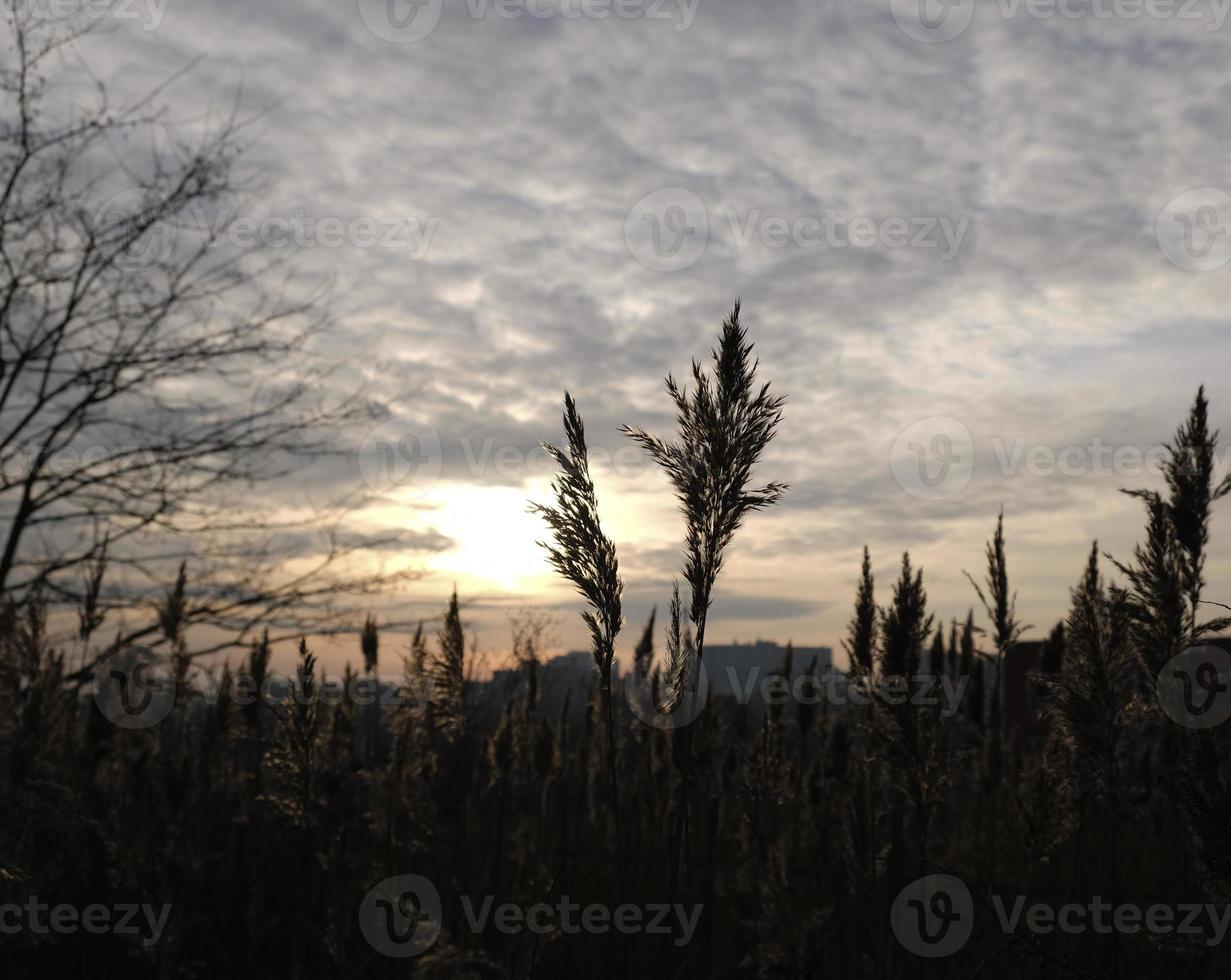 Golden reeds sway in the wind against sunset sky. Abstract natural background. Pattern with neutral colors. Minimal, stylish, trend concept. Golden sedge grass, dry reed, reed layer, reed seeds. photo