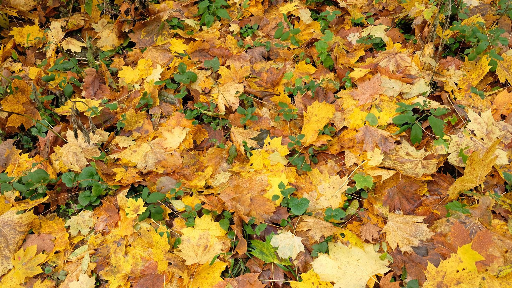 Yellow and orange oak and maple fall leaves, seasons change. Natural abstract background of fallen autumn tree leaves. Beautiful pattern with neutral colors. Minimal stylish texture, trend concept. photo