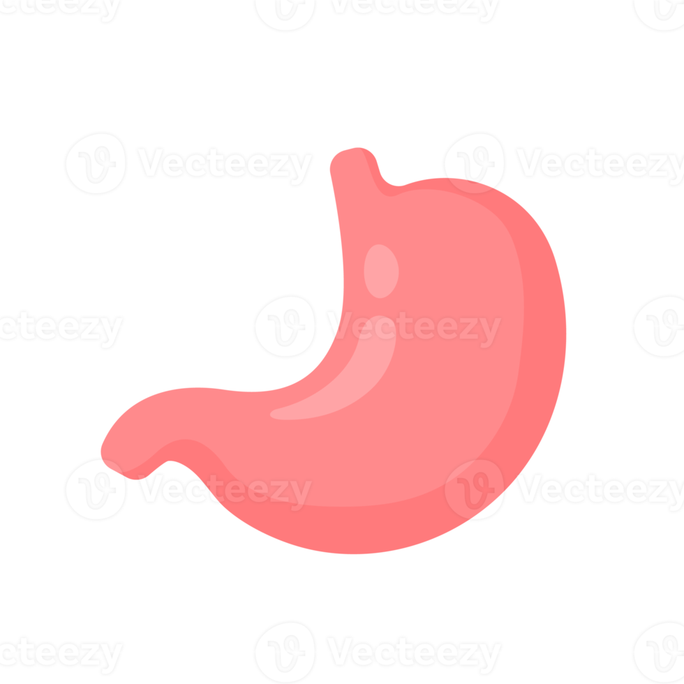 Stomach icon. The stomach contains gastric juice to aid digestion and ascend to the intestine. png