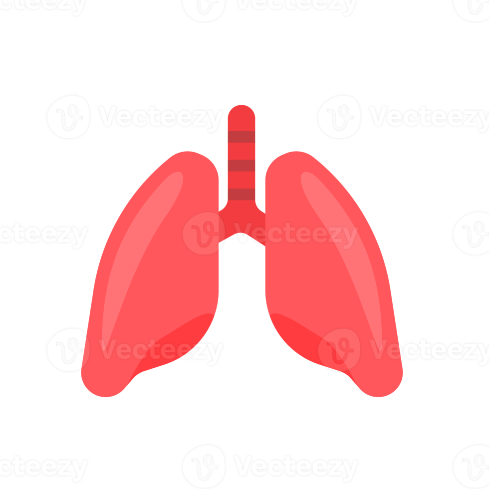 Lung icon. Lungs help to breathe oxygen into the human body. Body care concept png