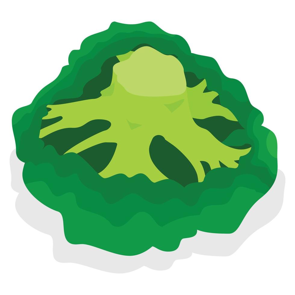 Fresh broccoli icon set, isometric style vector