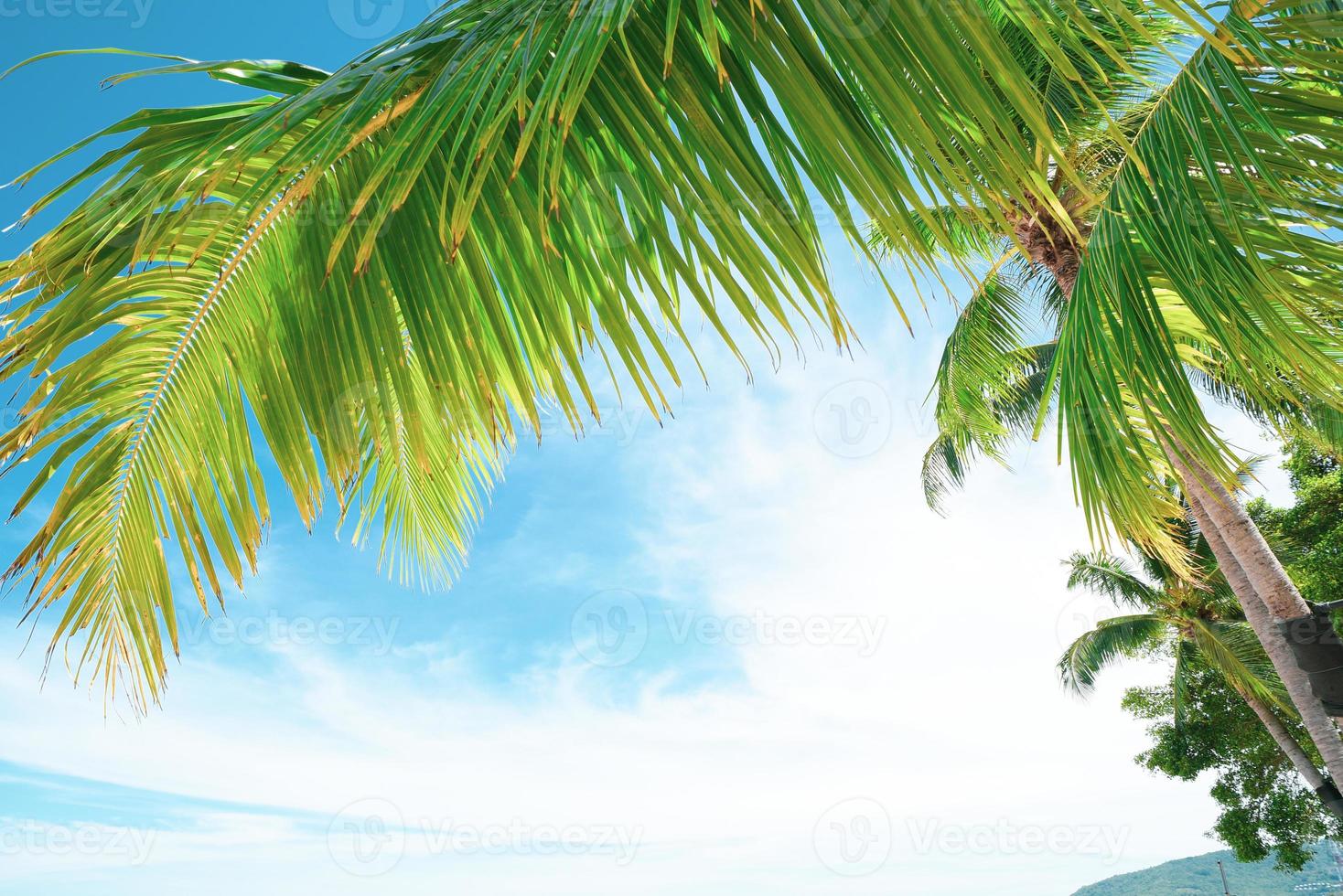 Summer background with coconut leaves and bright sky. photo
