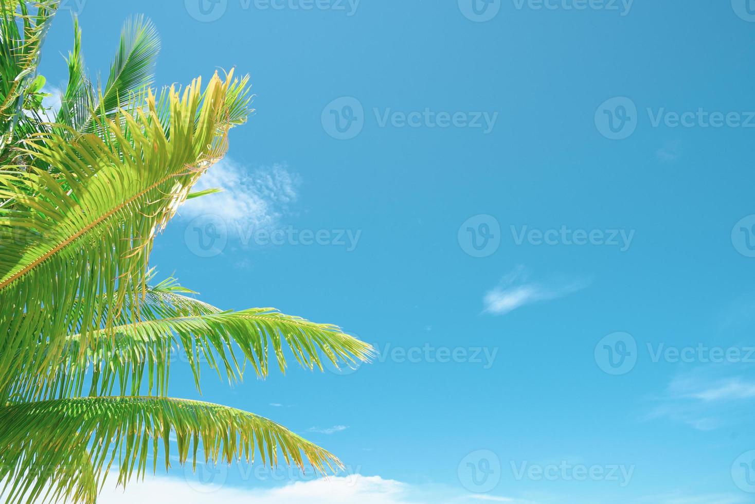 Summer background with coconut leaves and bright sky. photo