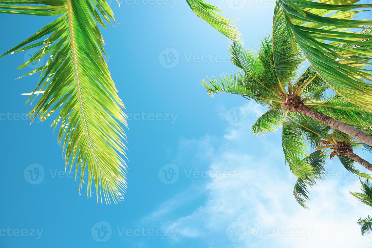 Summer background with coconut leaves and bright sky. photo