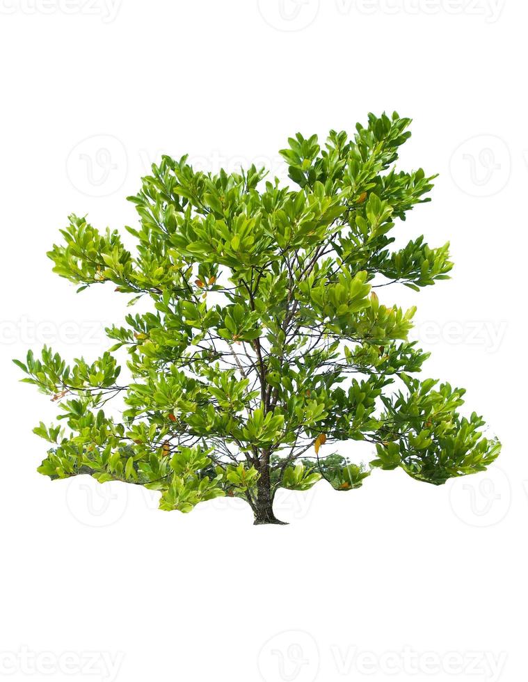 Eucalyptus trees that grow well in arid areas. Eucalyptus is a drought tolerant tree. photo